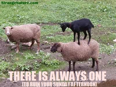 cute funny animals with quotes funny animals pictures with quotes. cute funny animals with quotes
