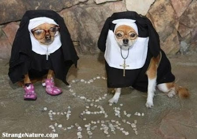 Dress your dogs up in these funny dog costumes! funny dog costumes