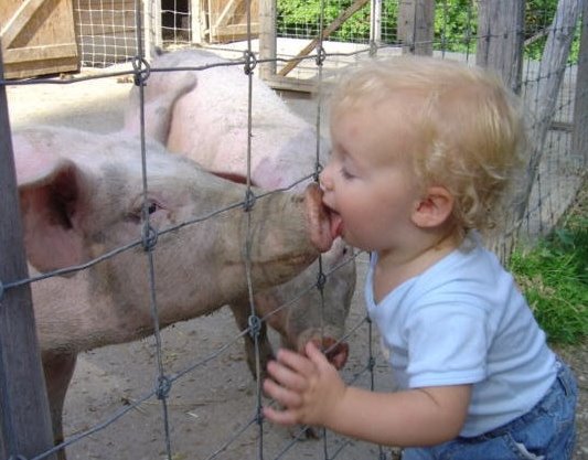 Anniversaires des Castleïens Funny+pig+kissing