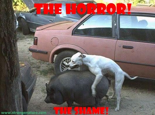 funny+animals+-+dog+humping+pig.jpg