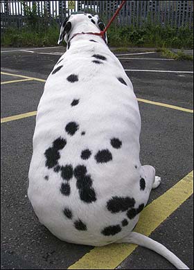 fattest+dog.jpg