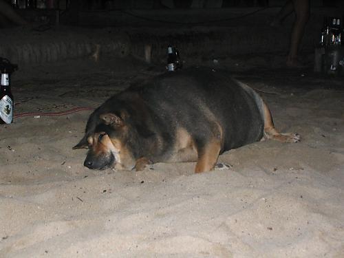 world fattest and heaviest people ever. The Worlds fattest dog laying
