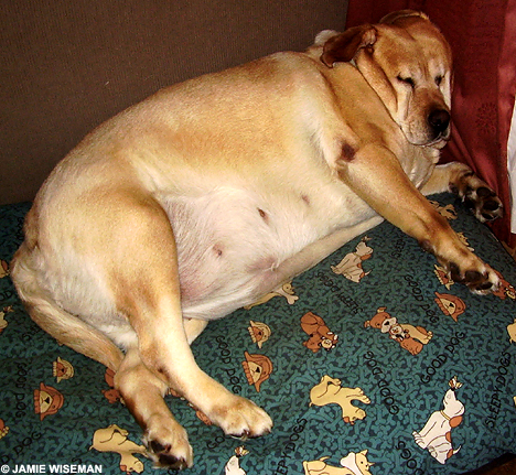 fat+dog.jpg
