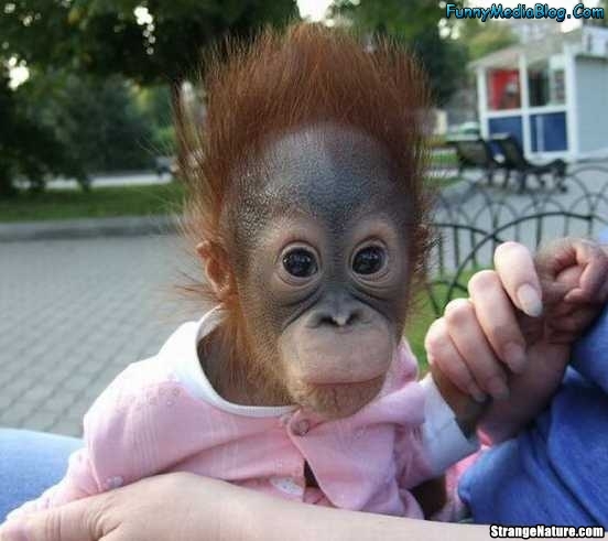Monkeys Tongue