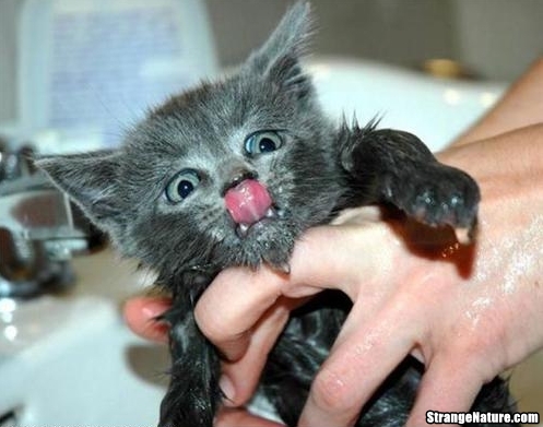 Funny cute cat sticks out his cute funny pictures. Funny cute cat sticks out his