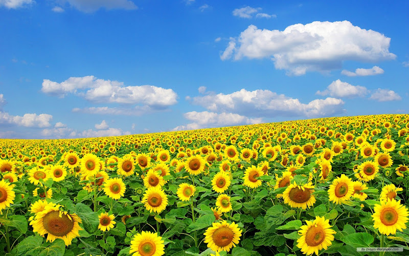 wallpaper free wallpaper สวยๆ wallpaper น่ารัก title=