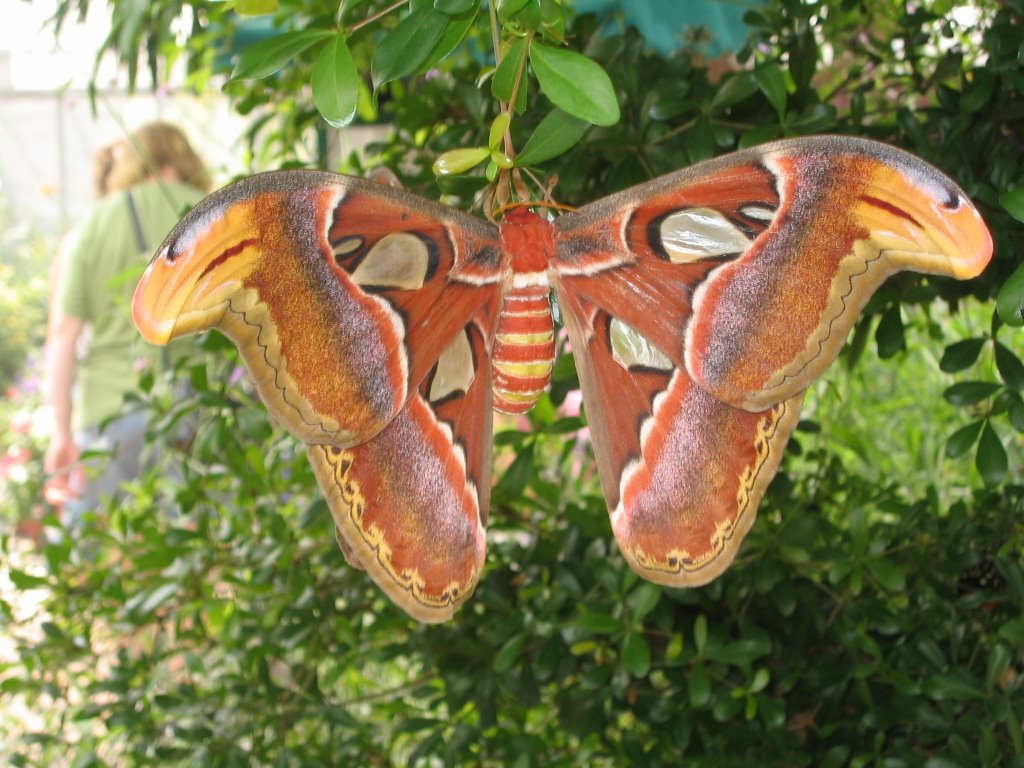 [griddle,+US+051.JPG]