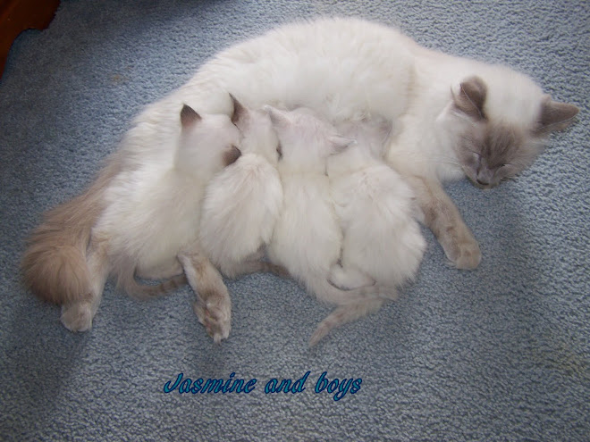 Jasmine and boys. She  has been bred and will have lilac Balinese kittens in April 2010.