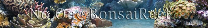 BonsaiReef