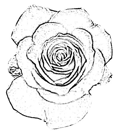 Sketch of Flower: Red Rose