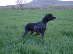 Brenda (16-05-2005) Pack de Turquel (Ch E-2003 y Tr. de caza práctica 2007) X Sena