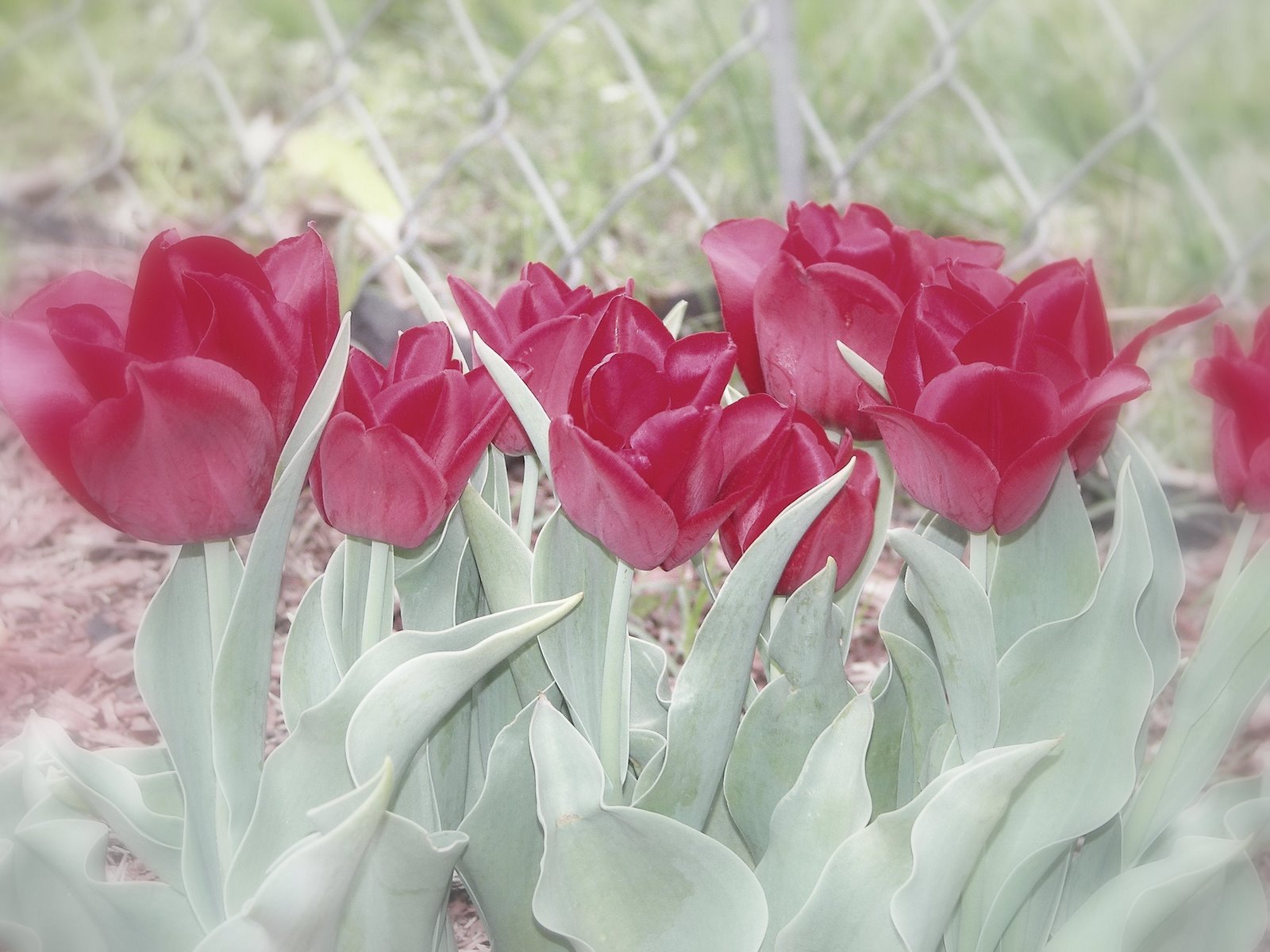[Filtered+Tulips.jpg]