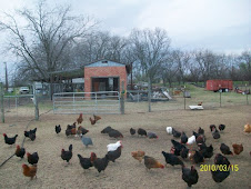 Chickens near Barn
