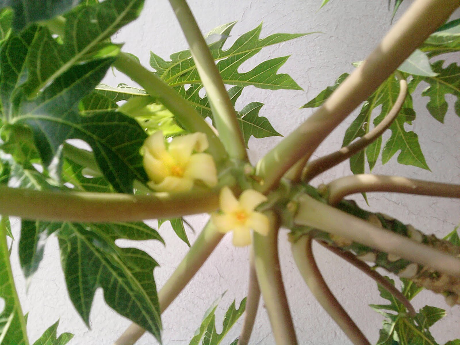 Flores de papaya!! Little Rose in Wonderland