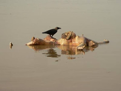 Kehidupan di sungai Gangga India Isi+perut+keluar