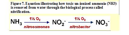 [ammonia.jpg]