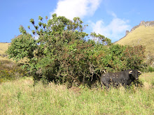 toro en las chilcas