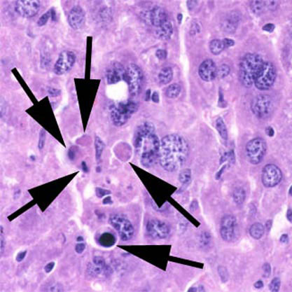 Apoptosis multi mouseliver