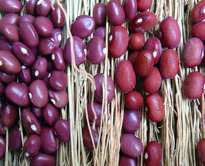Tipos De Feijao