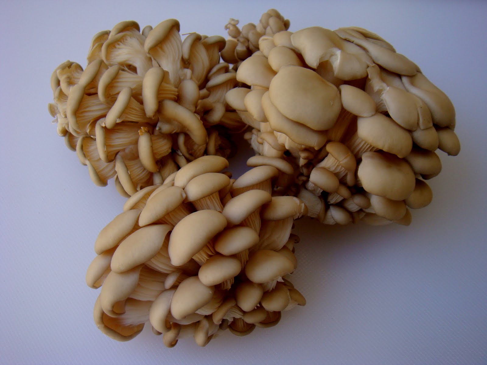 Cogumelo Pleurotus