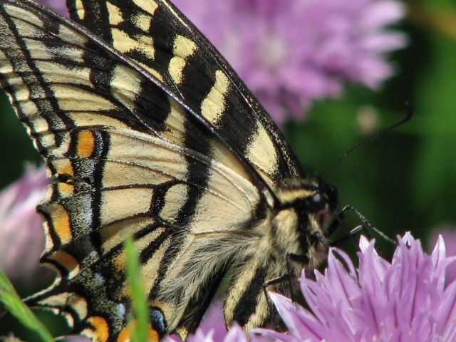 [June+30+butterfly+2.jpg]