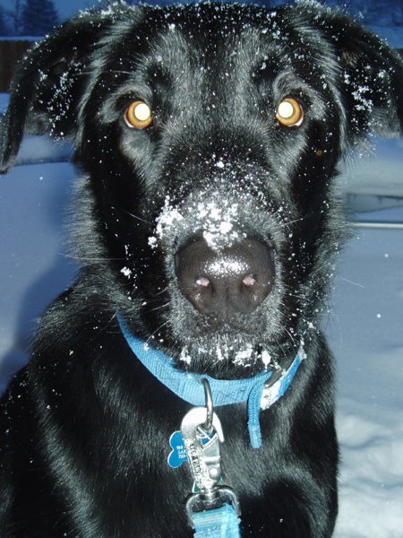 [Snow+Dog+Cute.jpg]