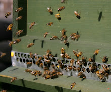 Pszczoły już w pełni obudzone