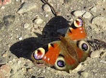 Październikowy motyl