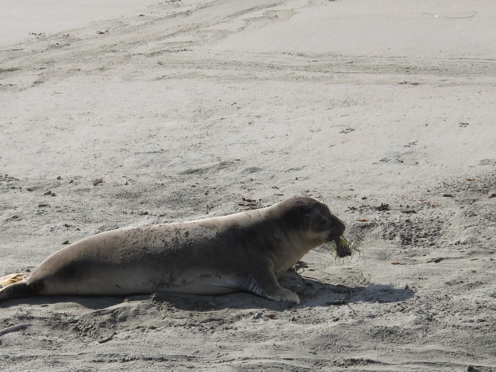 Seal Playing