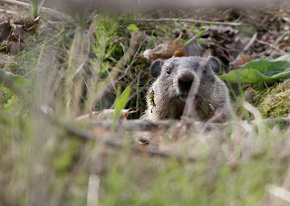 Groundhog