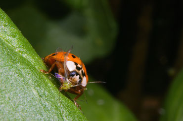 [ladybug_s.jpg]