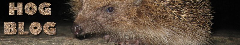 Hog Blog - Hedgehog visitors to my garden