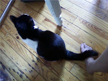 Casual Tail