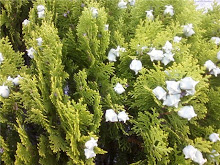 Juniper Berries on Lorimer
