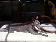 Sweet Dog laying on $$ couch at Ochre