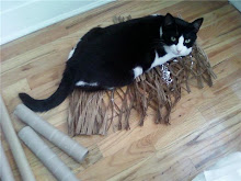 Frosti sitting on paper net