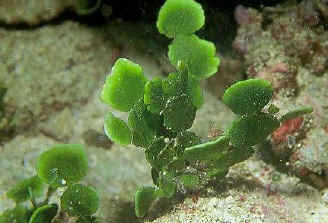 Les Algues Pénicillées Sont Indésirables Dans Un Aquarium