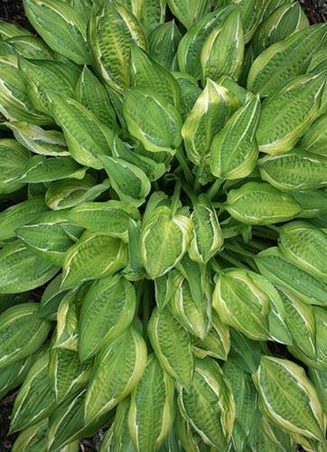 Hosta Hanky Panky