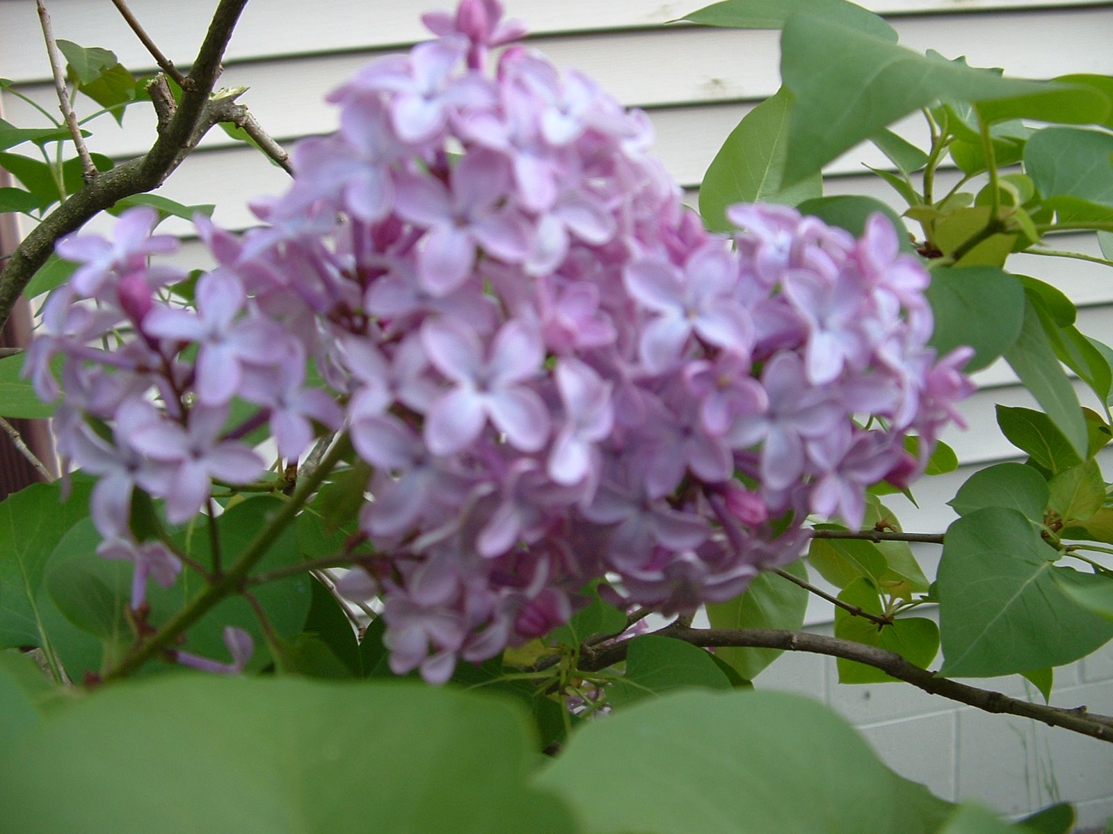 [2008_0526May0018.JPG]