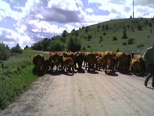 Montana Traffic Jam