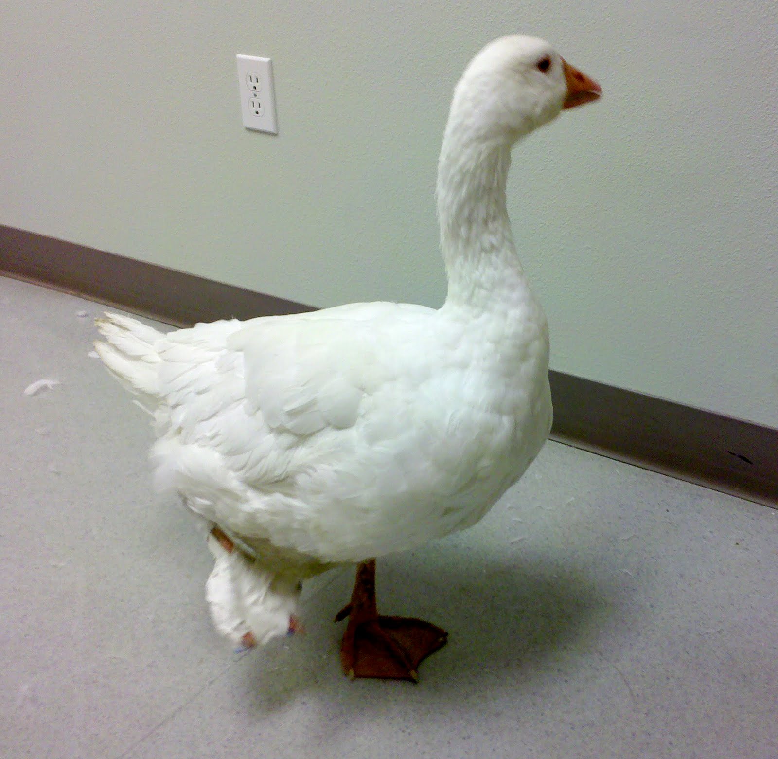 Lucy Goose Surgery for Bumblefoot