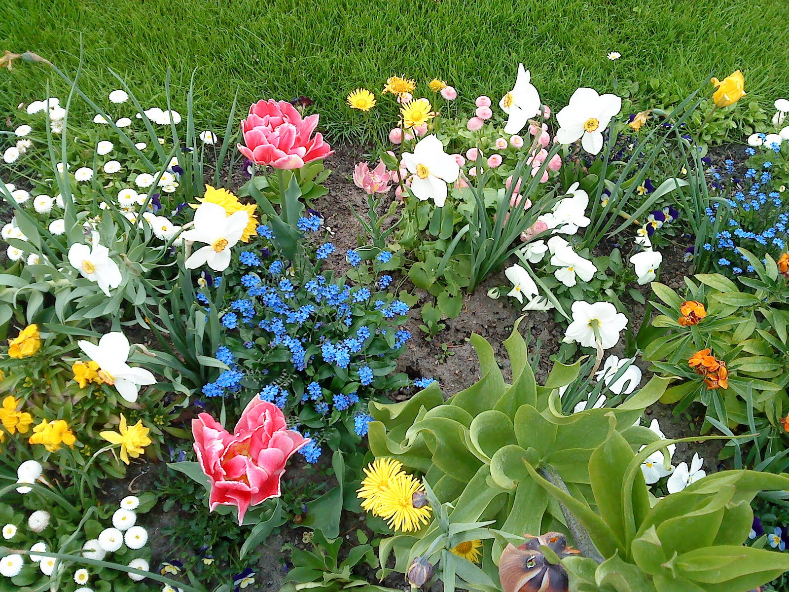 Meine Schöne Dirne Berlin Blumen in Charlottenburg Schloss Garten