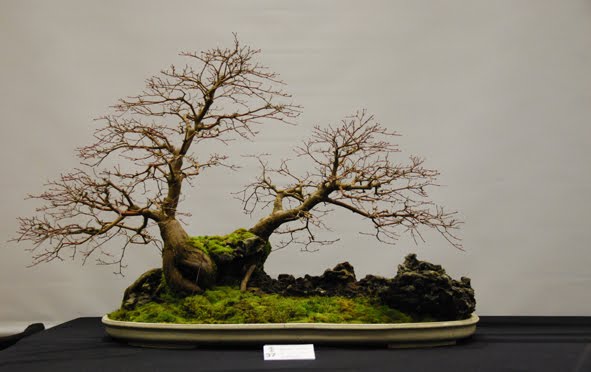Twisted Hazel Bonsai