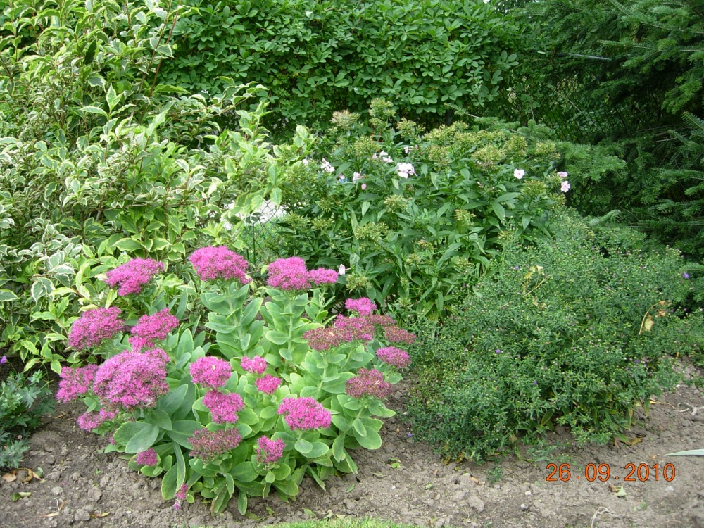 Life from the back garden Cloverleaf Garden Tour, Sept. 25