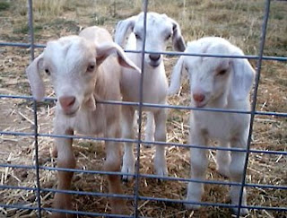 Kiko kids Bosco, Sister, and Little Guy