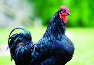A happy cage-free hen!
