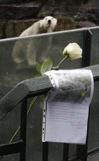 White rose and letter left on fence of Knut's enclosure by mourners