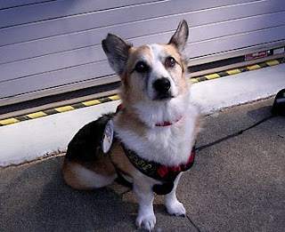Tilin Corgi sez pawleeze don't block humane change!