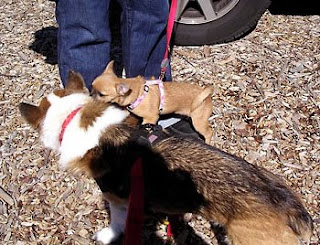 I meet Violet fur the first time.