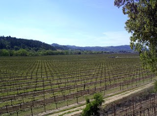 Dry Creek Valley looking west